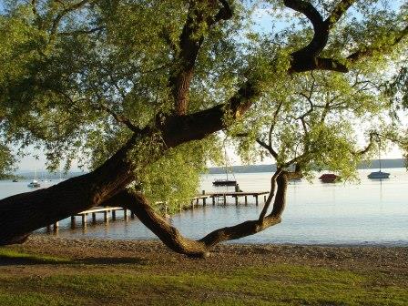 Weide am Ufer