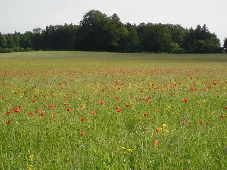 wiese mohn