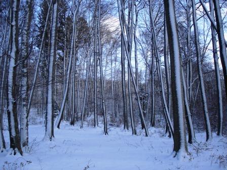 Winterwald