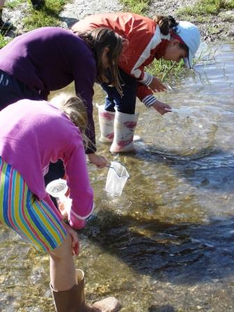 Wassertiere erforschen